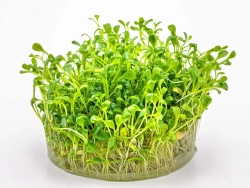 Australisches Zungenblatt - Glossostigma elatinoides in vitro